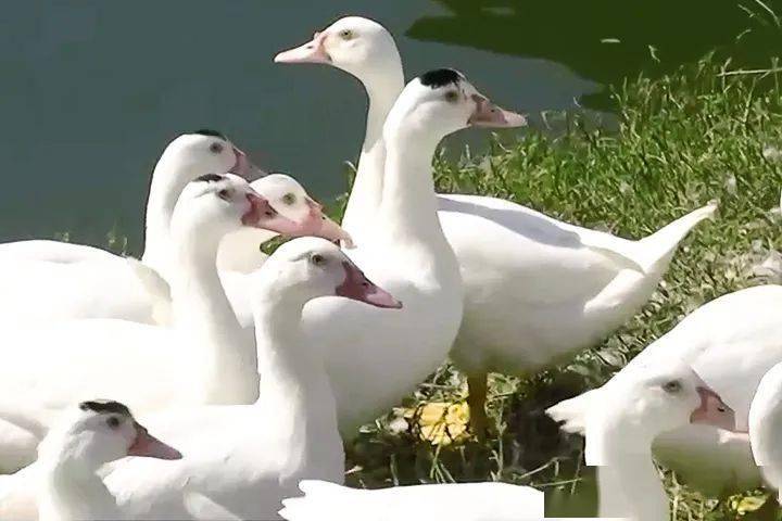 能全面复苏；价格仍高企业备货激活市场热情AG真人网站行情周报 气温虽降制品销售未(图2)